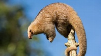 Life of the nocturnal silky anteater explored | Britannica