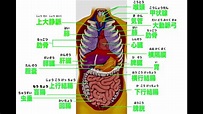 【人體內臟器官的日文單詞】5分钟简单掌握人体内脏器官位置及日文名称，Japanese words for human internal ...