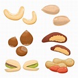 Nuts Vector Art, Icons, and Graphics for Free Download