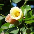 Indian tulip tree - Santhi Online Plants Nursery