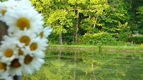 Daisy Pond 2 Free Stock Photo - Public Domain Pictures