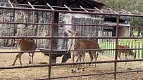 跨年！高雄壽山動物園 一早湧入大批遊客｜東森新聞