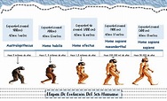 Linea de tiempo de ETAPAS DE EVOLUCIÓN del ser humano. | Esquemas y ...