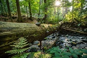 UNESCO-Biosphärenreservat Thüringer Wald: ein echter Märchenwald ...