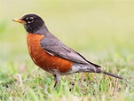 Bird Directory: American Robin