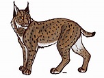 Desenho Lynx PNG - Só as melhores imagens de Lince em PNG
