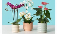 Best Plant and Flower Gifts – BestGifts.com