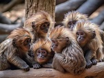 Un grupo de monos bebés se sientan juntos en fila. | Foto Premium