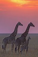 Tierlexikon: Giraffe - WWF - Panda Club
