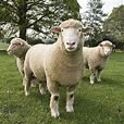 Dorset sheep | Dorset sheep, Sheep breeds, Sheep