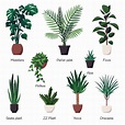 Vector set of various common indoor ornamental plants with names ...