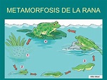 Metamorfosis de la rana