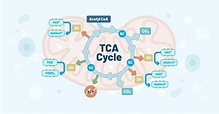 The TCA Cycle: Deciding Cell Fate and Function and More - Redox Medical ...