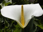 File:White and yellow flower.JPG - Wikipedia, the free encyclopedia