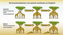 Evolution und Optimierung / Evolution and Optimization