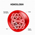 What is Hemoglobin? - Facty Health