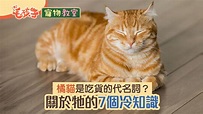 橘貓是吃貨的代名詞？牠壽命還比其他貓長！7個關於橘貓的冷知識