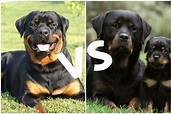Rottweiler americano y alemán - Diferencias y características de cada uno
