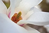 Propiedades de la magnolia | Estilo de Vida Bienestar | Univision
