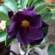 Rosa-do-deserto: saiba tudo sobre essa belíssima planta ornamental