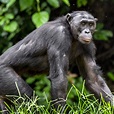 Bonobo | Zoologiste.com