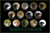 Natural Selection and the Evolution of Darwin’s Finches – On Teaching