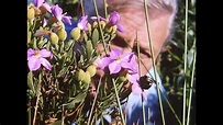 The Private Life Of Plants Pt3 Flowering - YouTube
