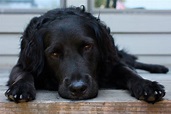 File:Reclining black dog.jpg - Wikimedia Commons