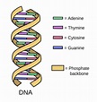 Ripensare il DNA spazzatura: nuove scoperte sul DNA noncoding – Scienze ...