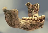 Homo heidelbergensis: qué es, descubrimiento, características, cráneo