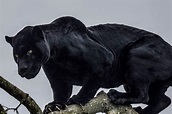 20 Amazing Panther Facts You Probably Never Knew | Facts.net
