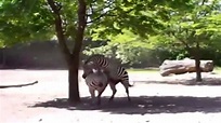 Cebras se aparean en un zoológico - YouTube