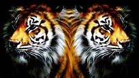 Tiger Mirror Live Wallpaper - YouTube