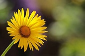 Imagem gratuita: planta, Primavera, pólen, flora, amarelo, horticultura ...