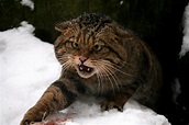 One of last strongholds of Scottish wildcat unearthed in Aberdeenshire ...
