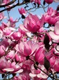 Magnolia campbellii - Trees and Shrubs Online