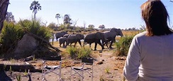 Tras los pasos del elefante - película: Ver online