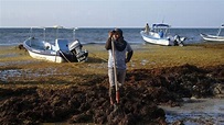 馬尾藻攻佔！湛藍海灘變色 狂飄腐爛味｜東森新聞