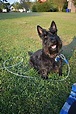 Scottish Terrier - Wikipedia