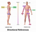 Anatomical terms of location - Wikipedia