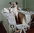 60 years ago today: Laika the cosmonaut dog | World Air Sports Federation