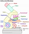 Aufbau eines Mikroskops (Lichtmikroskop)
