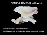 Osteologia canina: Columna Vertebral