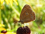 Brauner Waldvogel Foto & Bild | fotos, natur, insekten Bilder auf ...