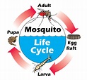 Using the Mosquito Life Cycle to Hit'em Where it Hurts - Mosquito Tek LLC