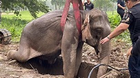 Vídeo | Agónico rescate a una madre elefante y su cría en Tailandia ...