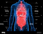 L'anatomie des organes du corps humain Photo Stock - Alamy