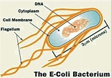 Structure of E. coli Source:... | Download Scientific Diagram