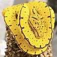 Morelia Viridis (yellow phase) : BeAmazed