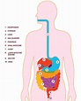 Digestive System and Its Function | IBD Clinic